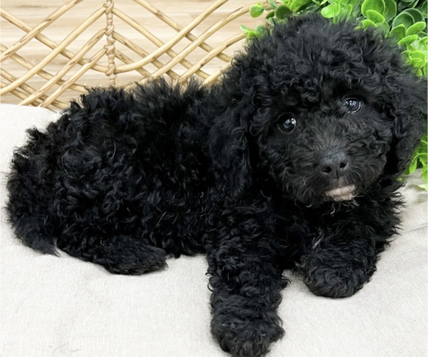 Medium Photo #1 Poodle (Miniature) Puppy For Sale in PITTSBURGH, PA, USA