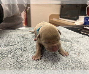 Mutt Dogs for adoption in Martinez, CA, USA