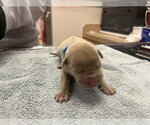 Small Mutt