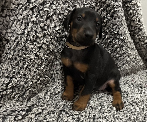 Medium Photo #8 Doberman Pinscher Puppy For Sale in WESTON, WI, USA