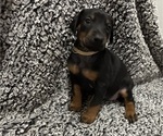 Small #7 Doberman Pinscher