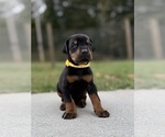 Small #12 Doberman Pinscher