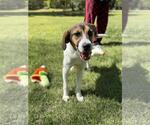 Small #1 Australian Shepherd Mix