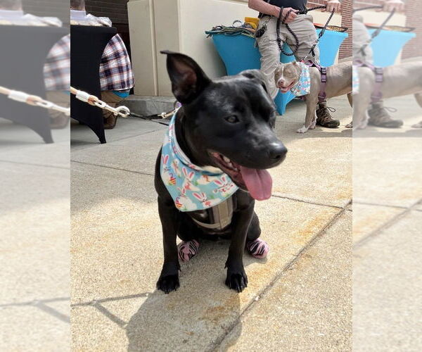 Medium Photo #13 Staffordshire Bull Terrier-Unknown Mix Puppy For Sale in Spotsylvania, VA, USA