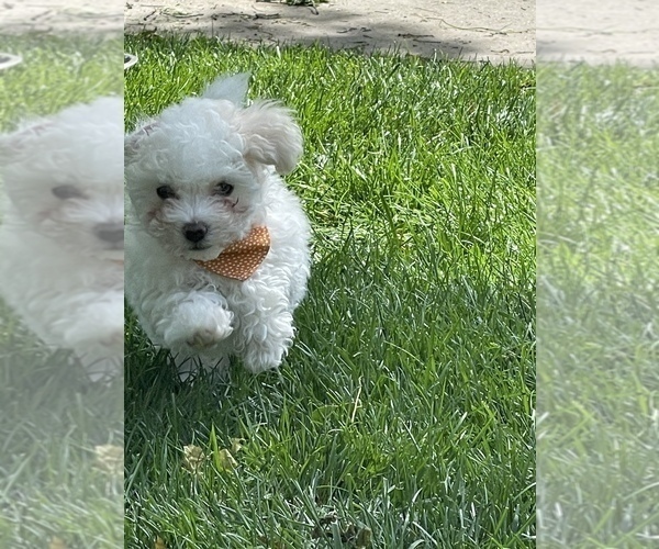Medium Photo #2 Maltipoo Puppy For Sale in LOUISVILLE, KY, USA