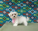 Small Photo #3 Maltese Puppy For Sale in WINSTON SALEM, NC, USA