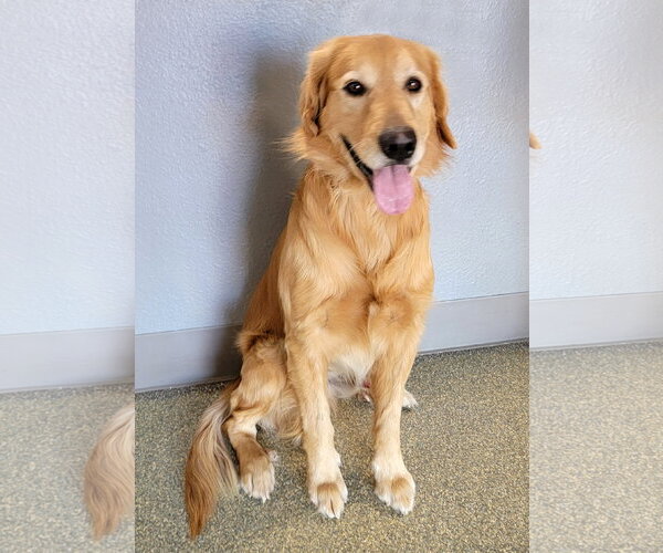 Medium Photo #4 Golden Retriever Puppy For Sale in Glendale , AZ, USA
