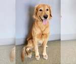 Small #3 Golden Retriever
