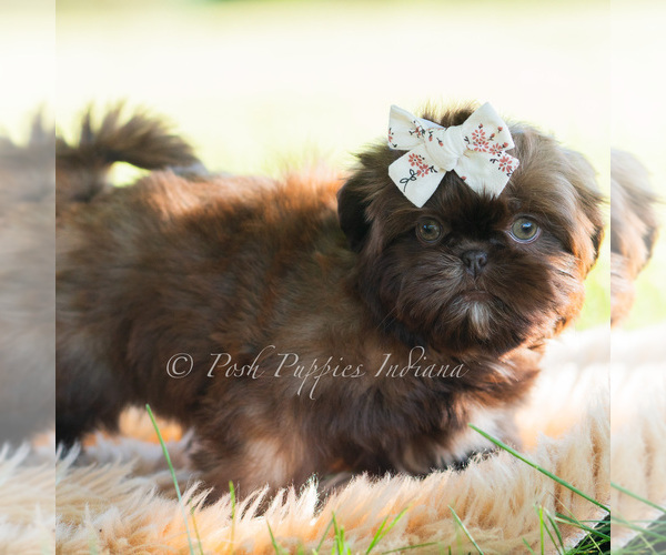 Medium Photo #3 Shih Tzu Puppy For Sale in WARSAW, IN, USA