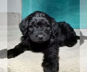 Newfoundland-Poodle (Miniature) Mix Puppy for sale in MARSHALL, IN, USA