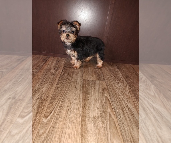 Medium Photo #2 Yorkshire Terrier Puppy For Sale in LAPEER, MI, USA