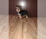 Small #1 Yorkshire Terrier