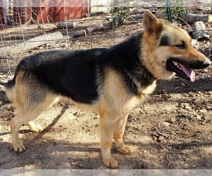 Father of the German Shepherd Dog puppies born on 01/20/2021