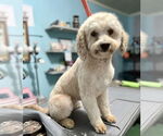 Small #2 Poodle (Miniature)