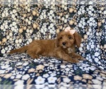 Small #7 Cavapoo (Miniature)