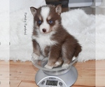 Small #2 Pomsky