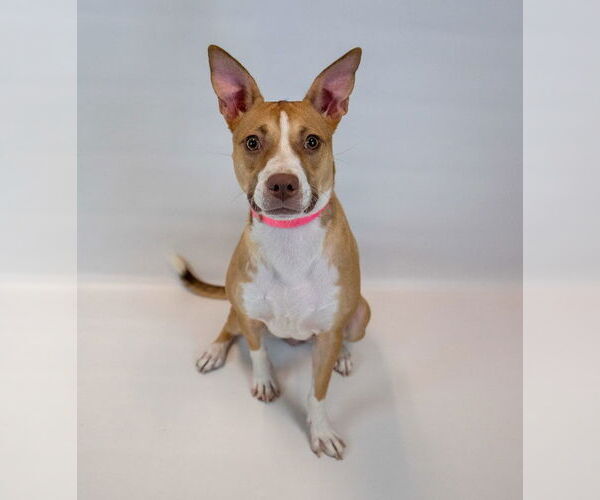 Medium Photo #6 Mutt Puppy For Sale in Kennesaw, GA, USA