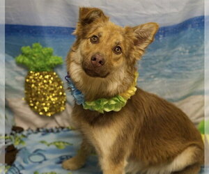 Aussie Siberian Dogs for adoption in Placerville, CA, USA