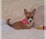 Small Photo #15 Pembroke Welsh Corgi Puppy For Sale in ARROYO GRANDE, CA, USA
