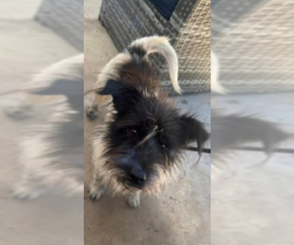 Medium Photo #2 Mutt Puppy For Sale in Cranston, RI, USA