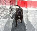 Small American Pit Bull Terrier-Labrador Retriever Mix