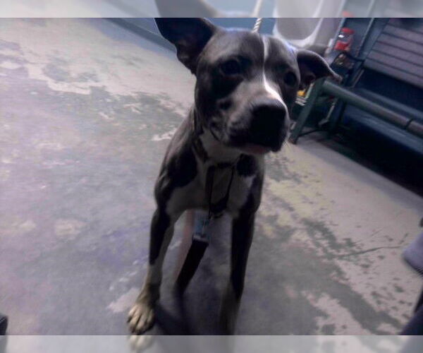 Medium Photo #1 American Staffordshire Terrier-Unknown Mix Puppy For Sale in Tallahassee, FL, USA