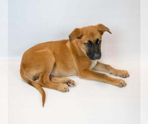 Medium Photo #5 Mutt Puppy For Sale in Kennesaw, GA, USA