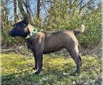 Small #3 Mutt