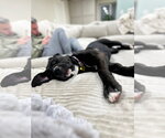 Small #7 Mastiff Mix