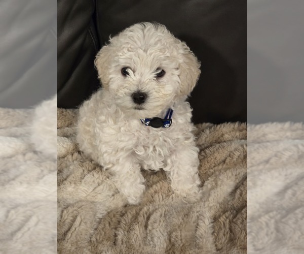 Medium Photo #1 Bichon Frise Puppy For Sale in AMERICAN FORK, UT, USA