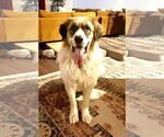 Small #4 Great Pyrenees