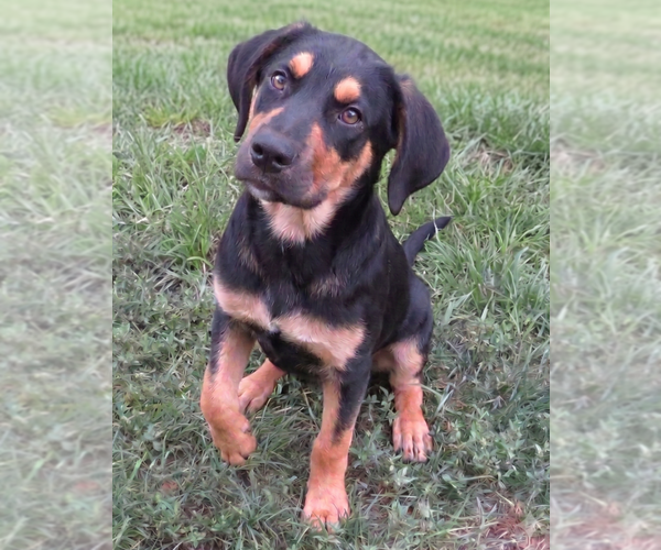Medium Photo #3 Labrador Retriever-Unknown Mix Puppy For Sale in Grovertown, IN, USA