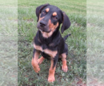 Small #2 Labrador Retriever Mix