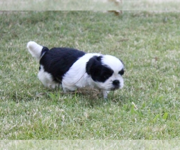 Medium Photo #2 Shih Tzu Puppy For Sale in SAPULPA, OK, USA