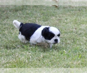 Medium Shih Tzu