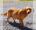 Small Photo #1 Golden Retriever Puppy For Sale in NEWPORT, PA, USA