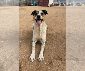 Bronson- ** - Male Catahoula Leopard Dog Dog for Adoption - Photo #3