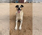Small Photo #3 Catahoula Leopard Dog Puppy For Sale in Apple Valley, CA, USA
