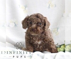 Poodle (Toy) Puppy for sale in GAP, PA, USA