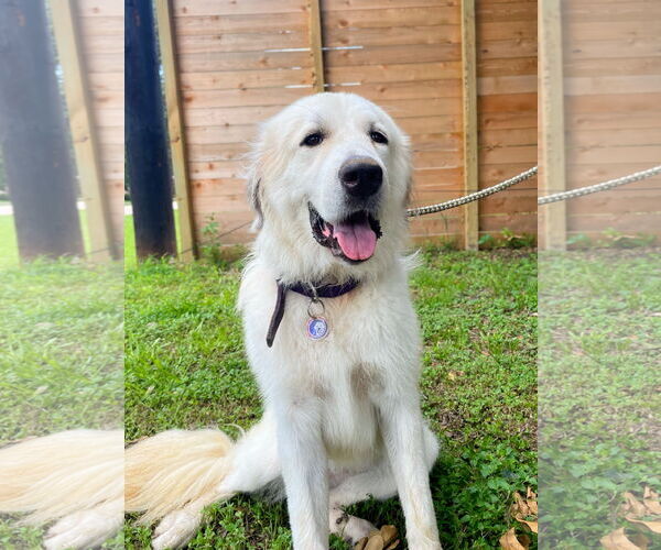 Medium Photo #8 Great Pyrenees Puppy For Sale in Spring, TX, USA