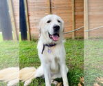 Small #7 Great Pyrenees