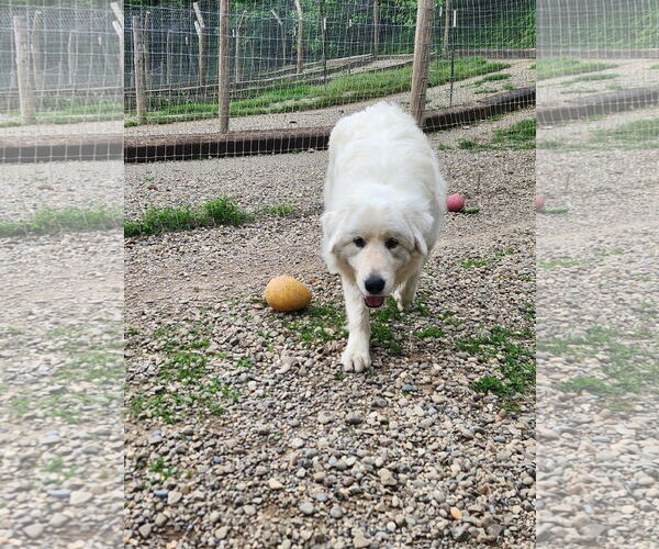 Medium Photo #3 Great Pyrenees-Unknown Mix Puppy For Sale in Woodsfield, OH, USA