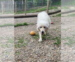 Small #2 Great Pyrenees Mix
