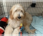 Small Photo #9 Goldendoodle Puppy For Sale in LONG BEACH, CA, USA