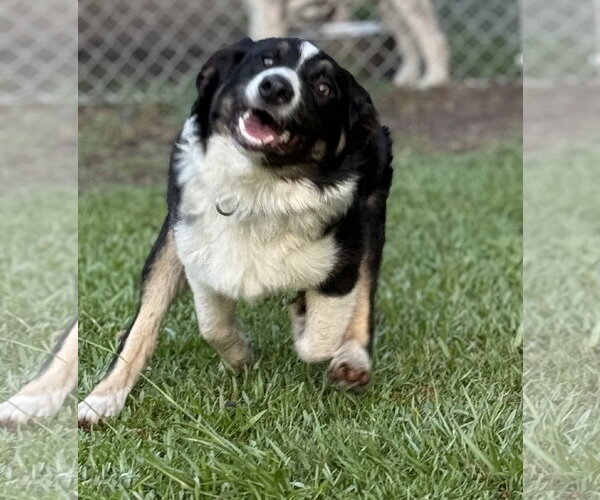 Medium Photo #10 Australian Shepherd Puppy For Sale in Valrico, FL, USA