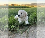 Small #3 English Cream Golden Retriever