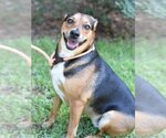 Small #2 German Shepherd Dog Mix