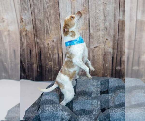 Medium Photo #3 Cheagle Puppy For Sale in Kennesaw, GA, USA