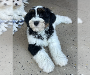 Bernedoodle (Miniature) Puppy for sale in MILWAUKEE, WI, USA