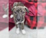 Small Plott Hound Mix